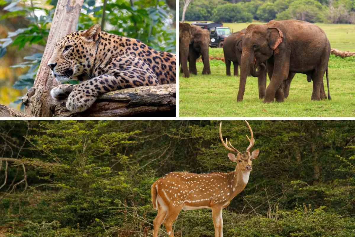 Yala National Park
